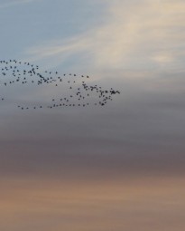 Migrate your business applications online
